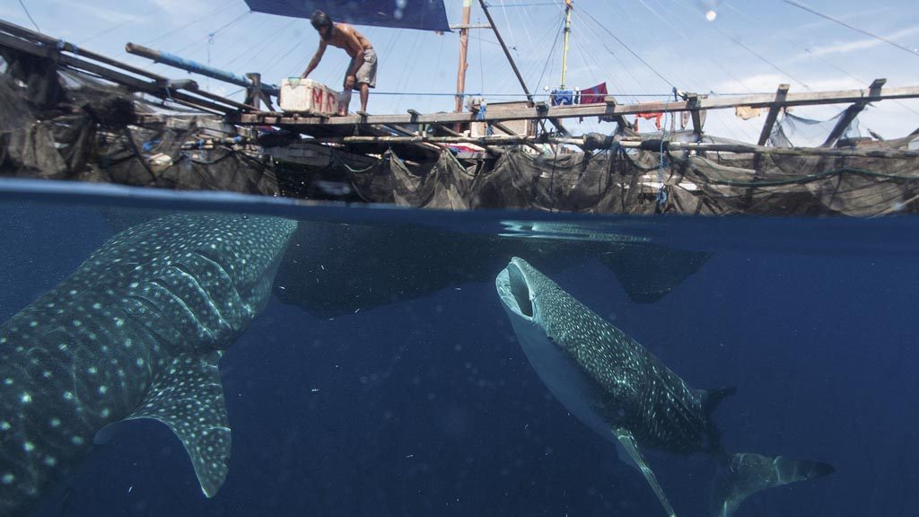Mengagumi Hiu Paus dari Bagan ”Wisata”